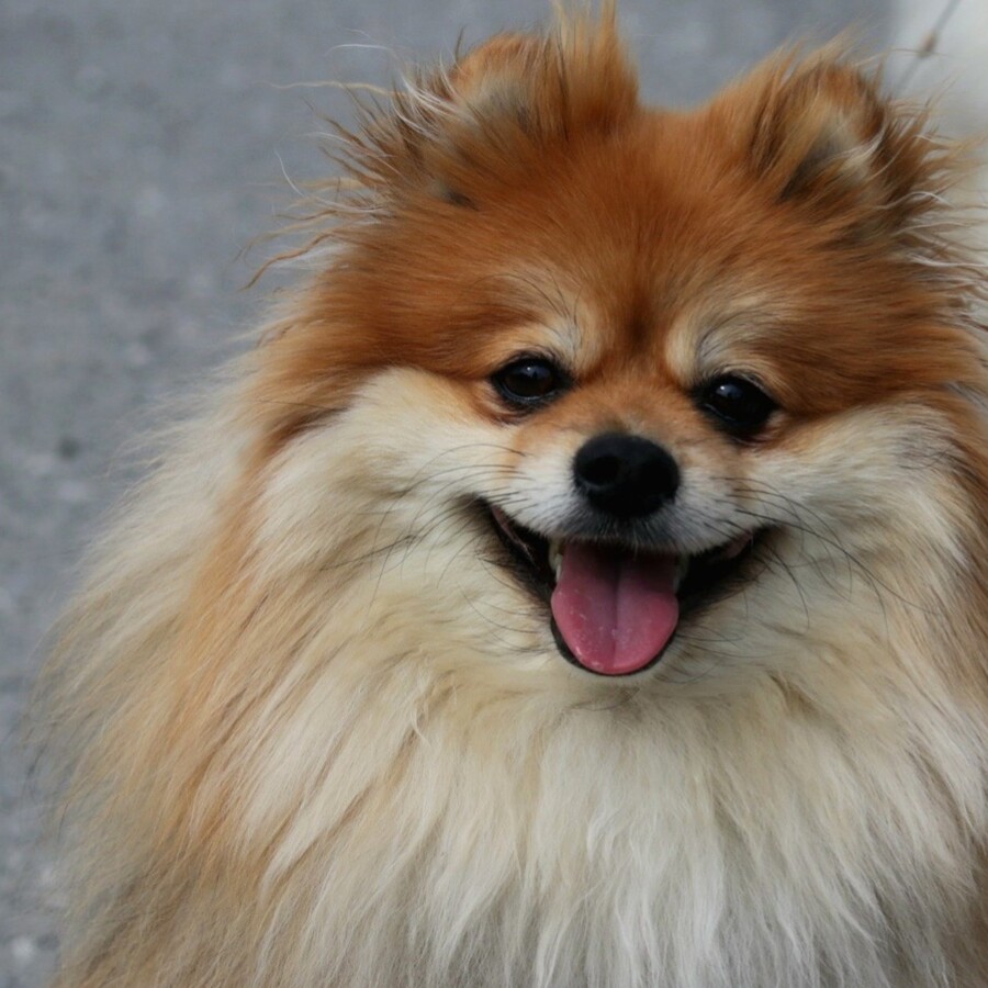 Gismo, an orange-brown fluffy dog, smiling at the camera