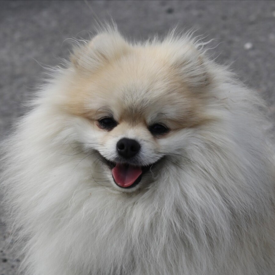Koda, a cream-coloured fluffy dog, smiling at the camera