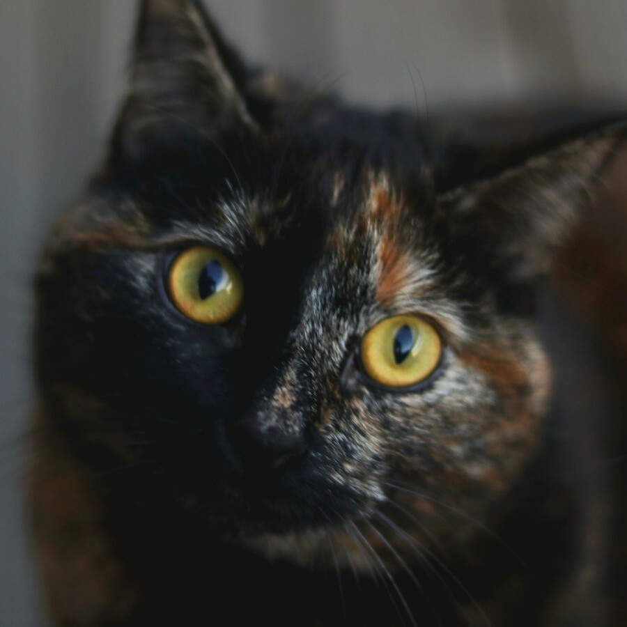 Tuna, a tortoiseshell cat, looking towards the camera