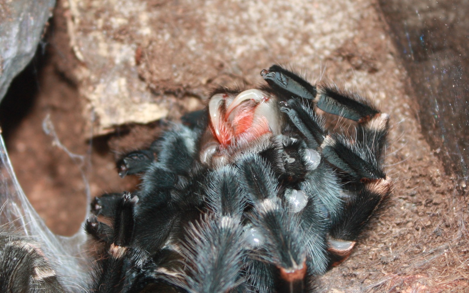 Brachypelma auratum lying on its back while emerging from its old exoskeleton