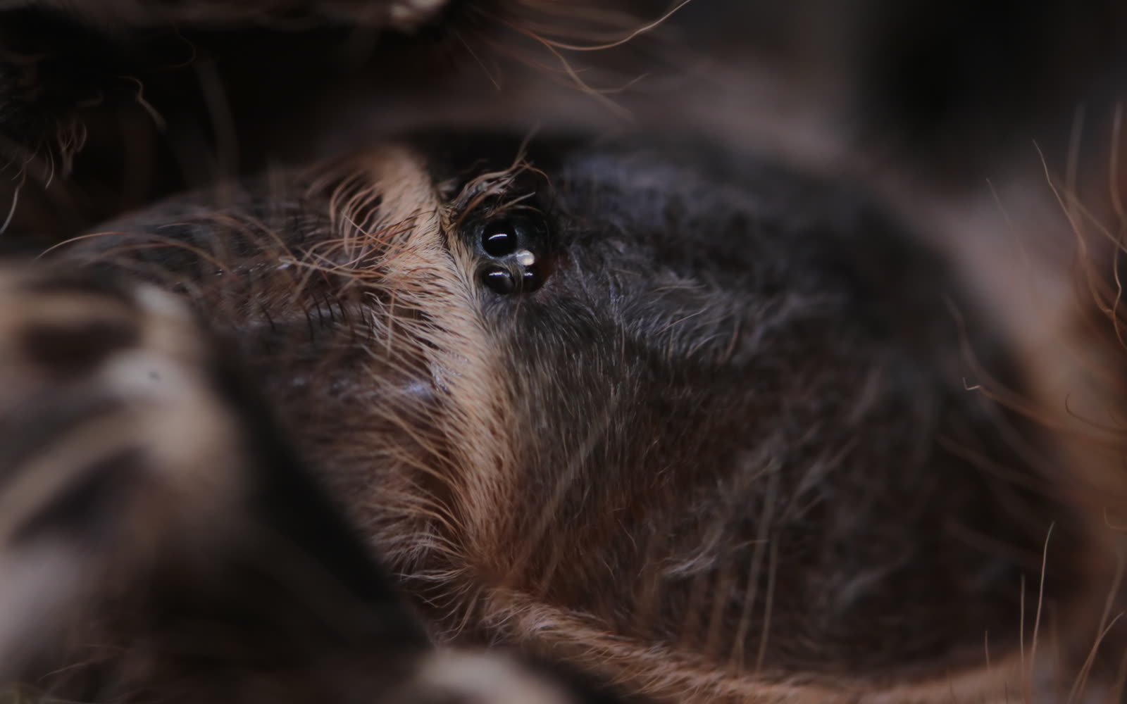 Extreme close-up of Alma’s compact eye cluster and surrounding setae