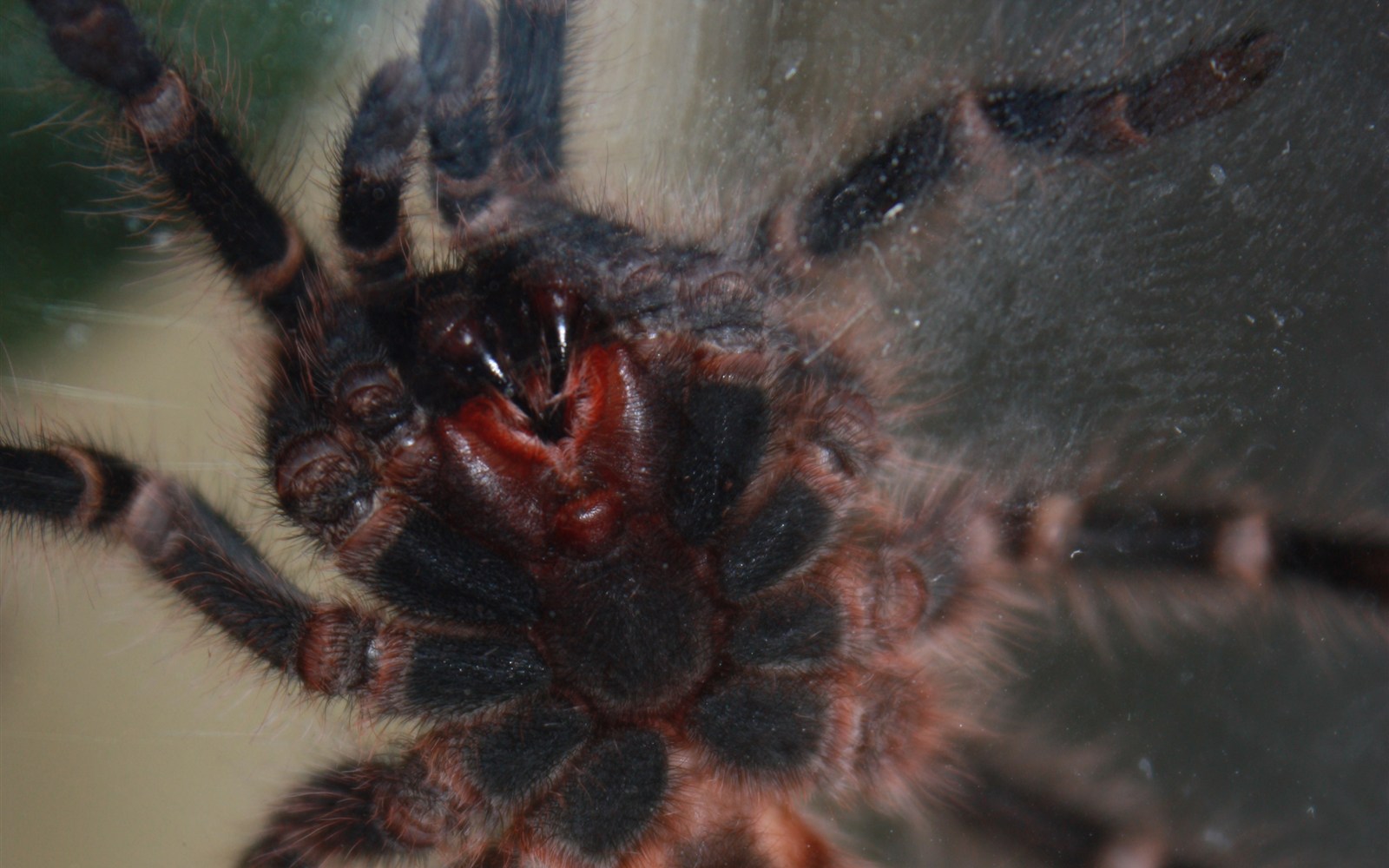 Ventral close-up of a Grammostola pulchripes tarantula showing paired chelicerae and two exposed curved fangs