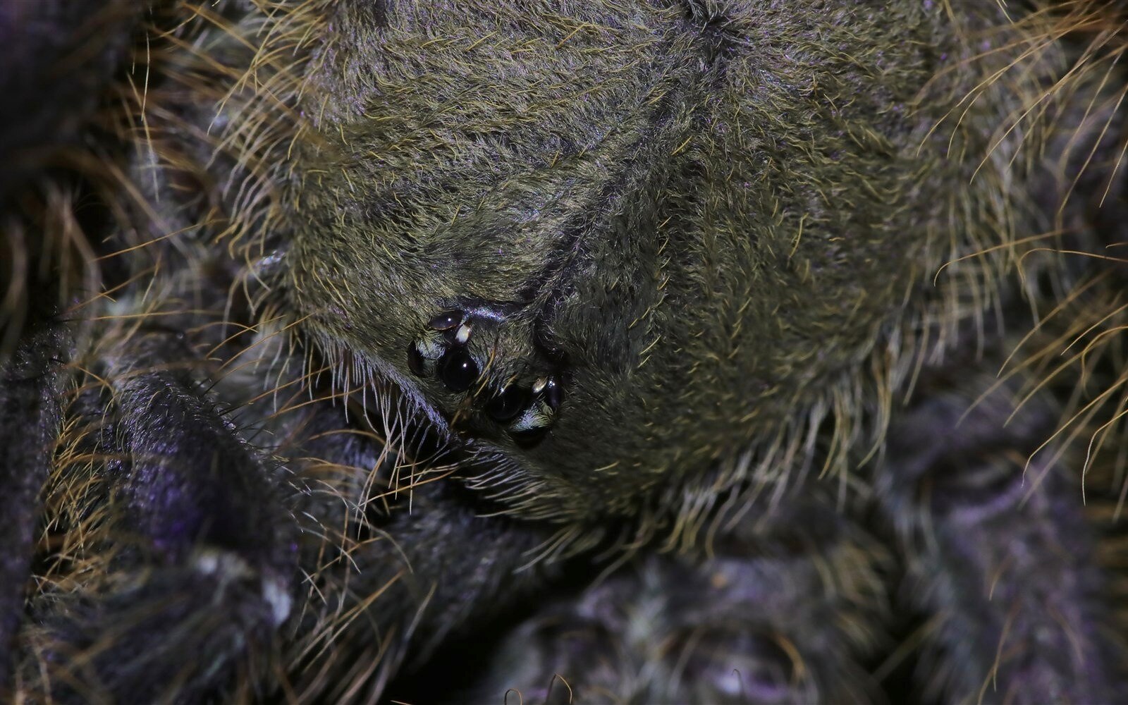 Macro photograph of the compact eye cluster of an Omothymus violaceopes tarantula