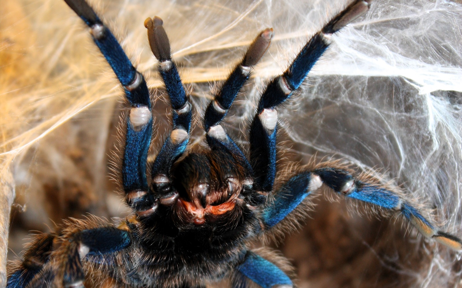 Front view of a Chromatopelma cyaneopubescens showing the shorter pedipalps nearest the mouth