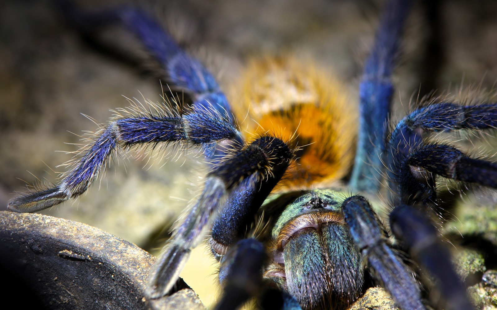 Macro portrait of Ruby, a Chromatopelma cyaneopubescens, showing long and short setae across her blue legs