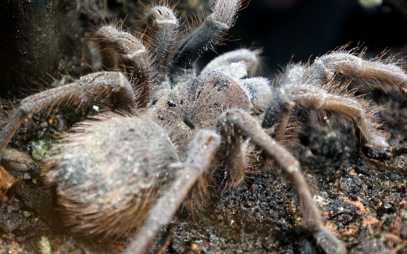 Close photograph of a tarantula showing setae of different lengths and densities across the legs and body