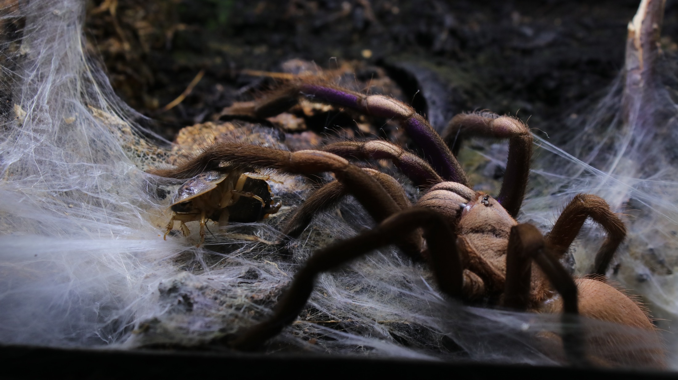 Elvira, a Chilobrachys natanicharum, standing on a dense sheet-web retreat with silk layers sharply visible