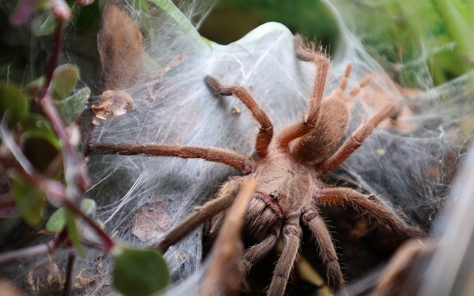 A Chilobrachys tarantula standing among layered sheets of white silk woven through foliage