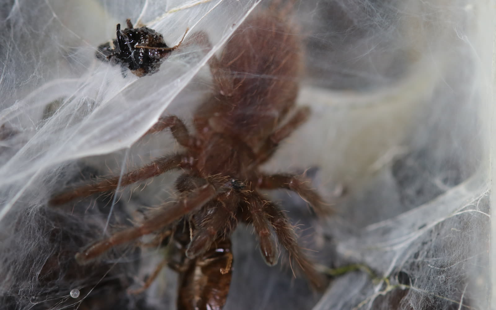 A Chilobrachys fimbriatus surrounded by dense sheets of silk