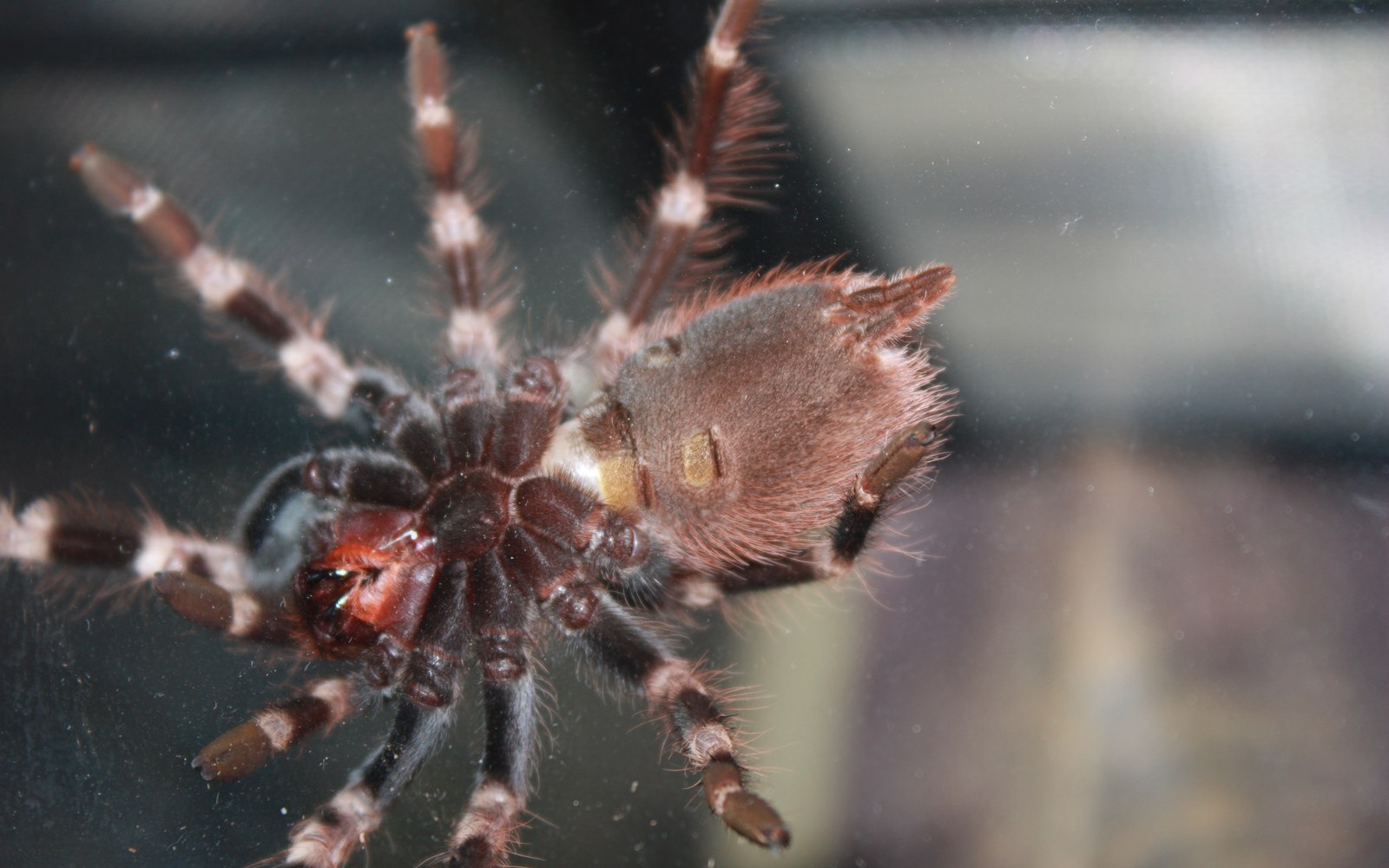 Sharp oblique ventral photograph of a tarantula on glass, with two pale pulmonary plates clearly visible on the abdomen