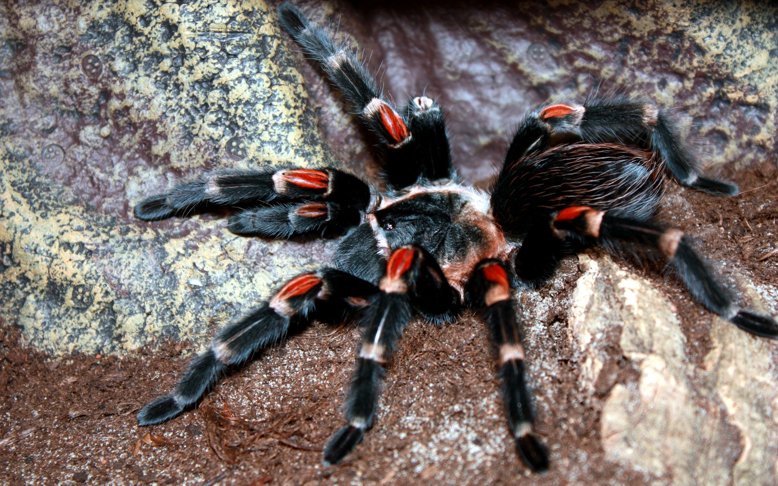 A Brachypelma auratum tarantula showing vivid red-orange flame markings across its knees