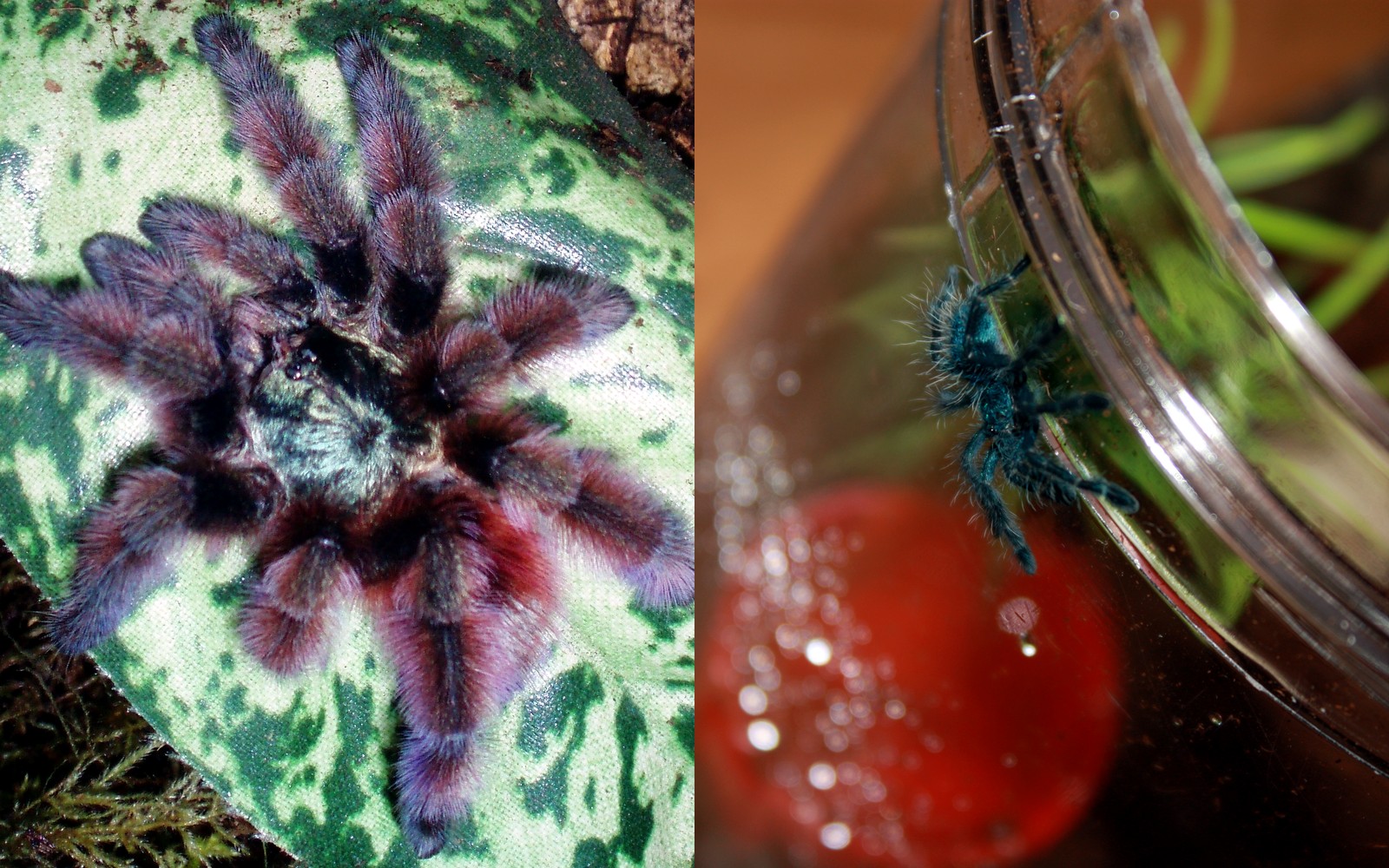 Adult and juvenile Caribena versicolor archive photographs showing magenta and blue life-stage colours