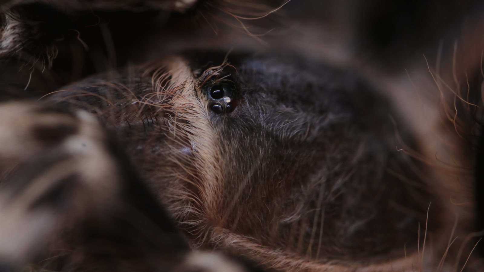 Macro portrait of Alma, an Acanthoscurria geniculata tarantula