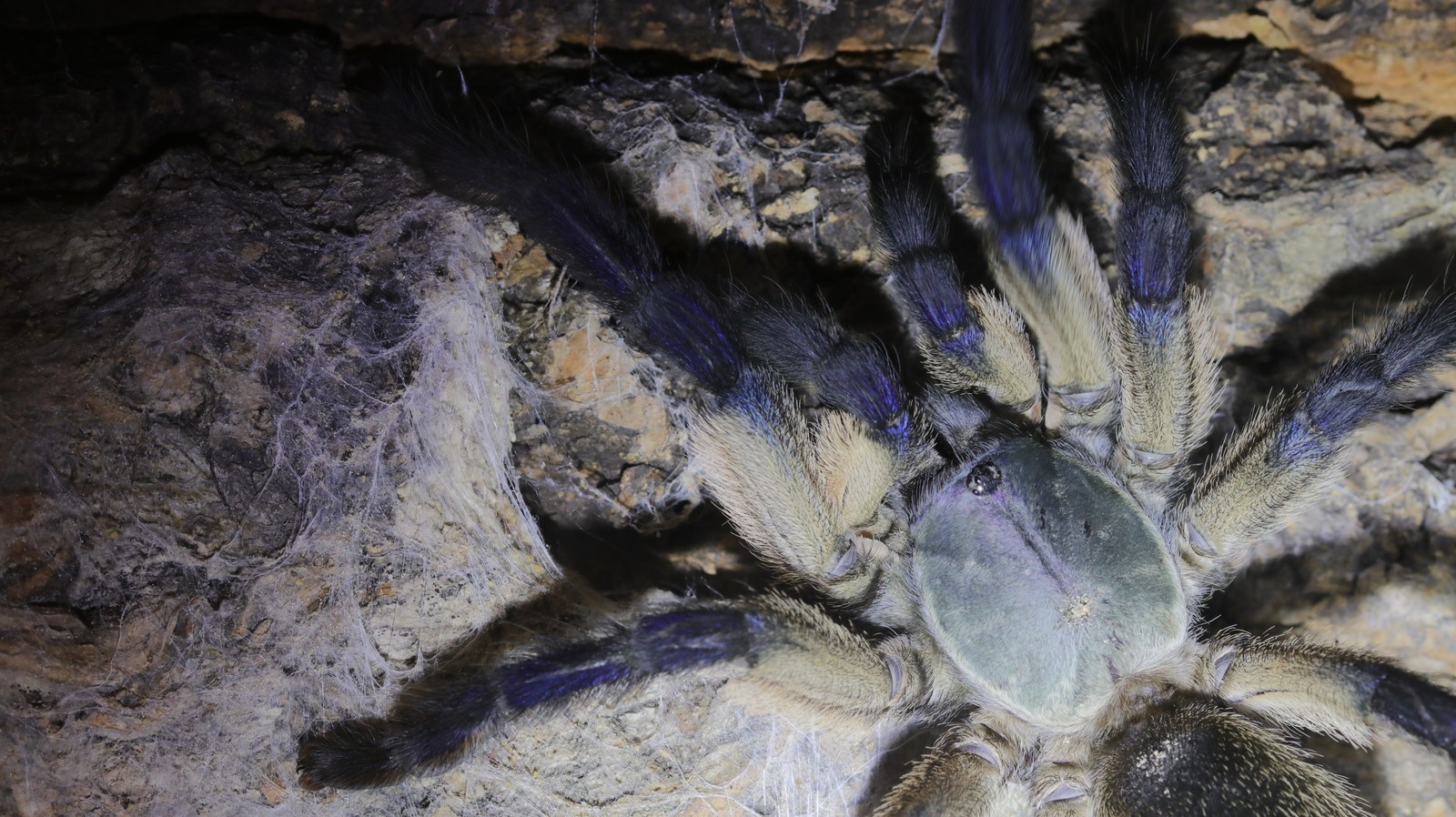 Belinda, a Monocentropus balfouri tarantula, fully visible on webbed cork bark