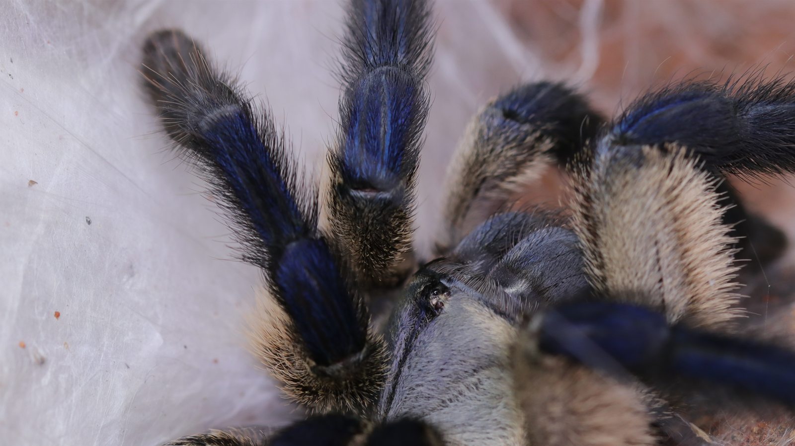 Bella, a blue and cream Monocentropus balfouri tarantula