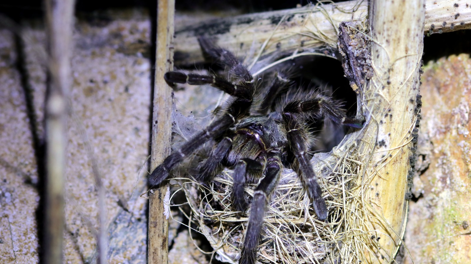 Ceratogyrus darlingi in a naturalistic enclosure