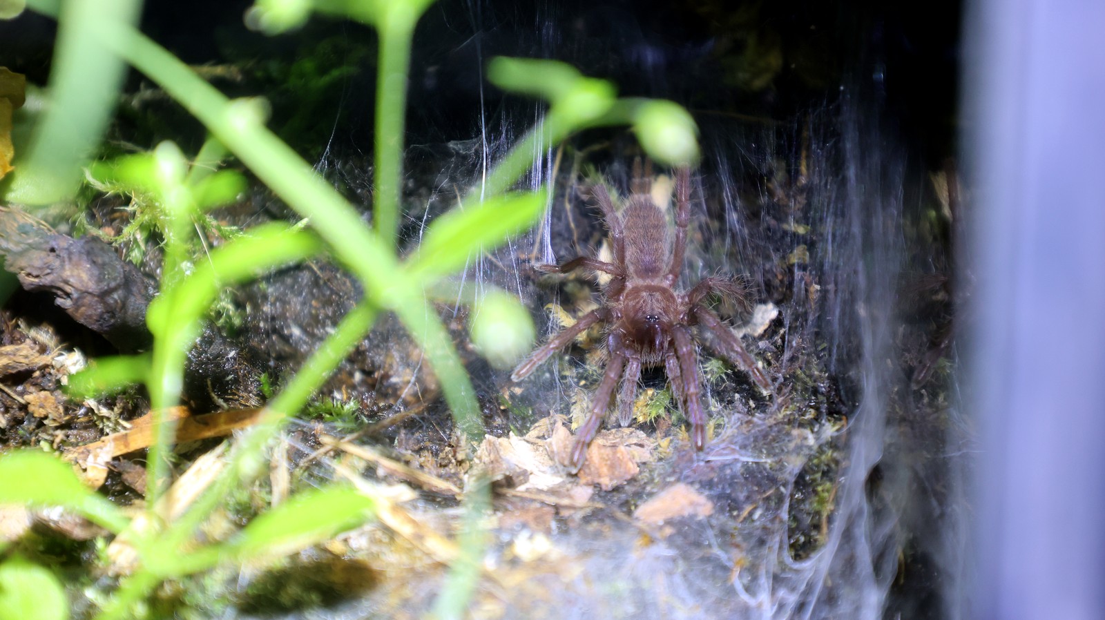 Chilobrachys fimbriatus facing the camera at the entrance to its webbed retreat