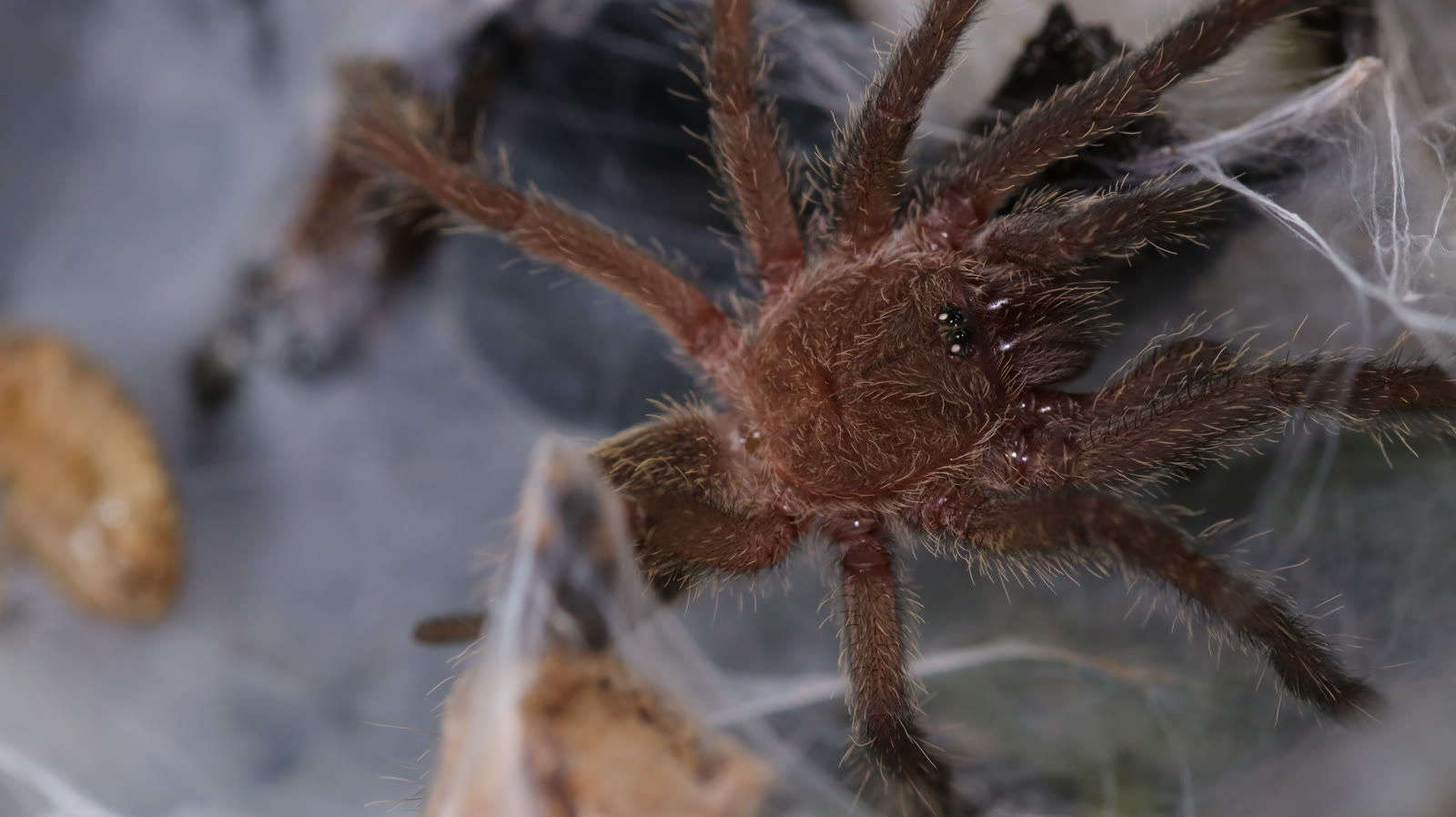 Chilobrachys sp. Kaeng Krachan at a webbed burrow entrance
