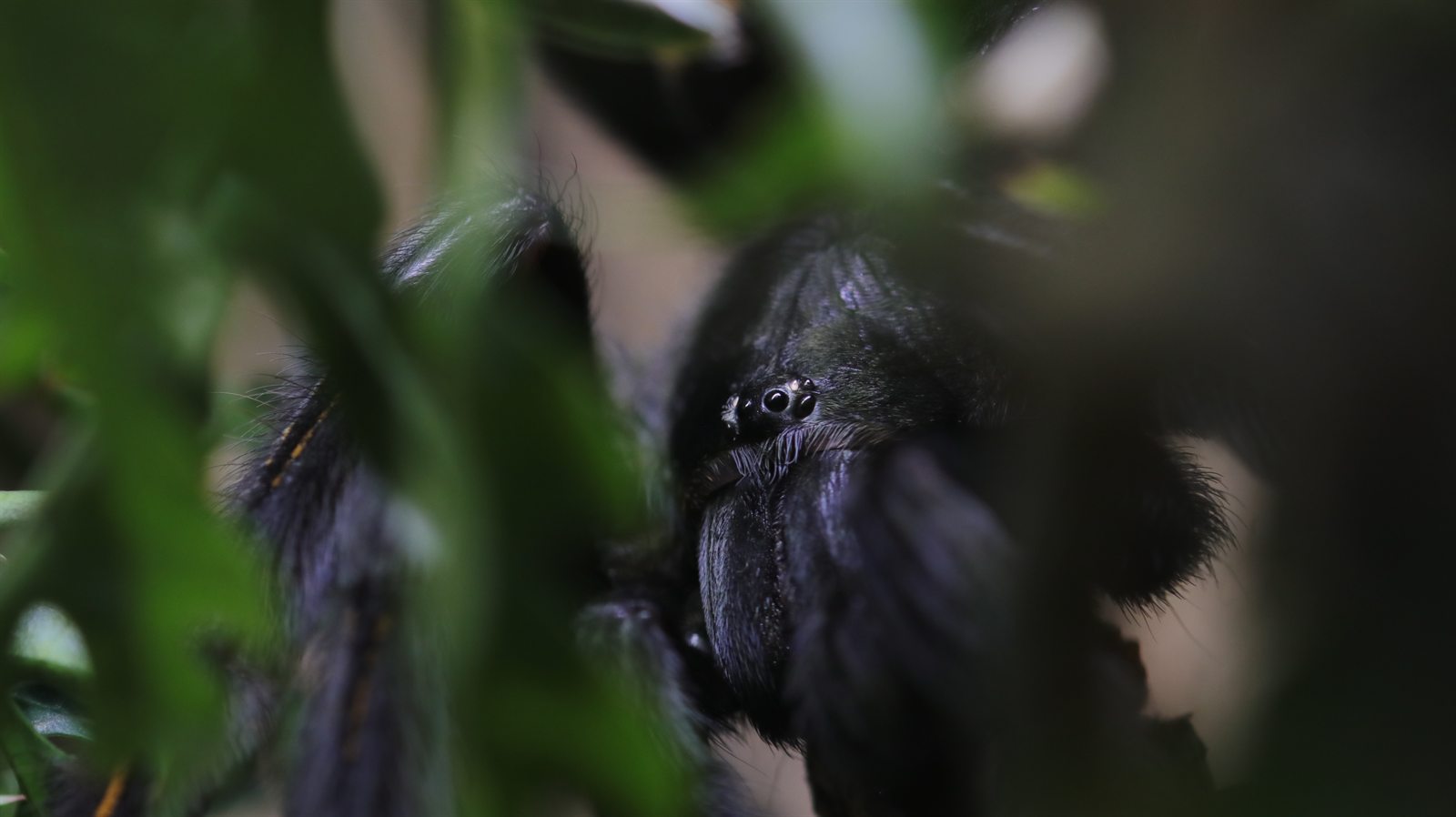 Clara, a Psalmopoeus irminia tarantula, peering through green leaves