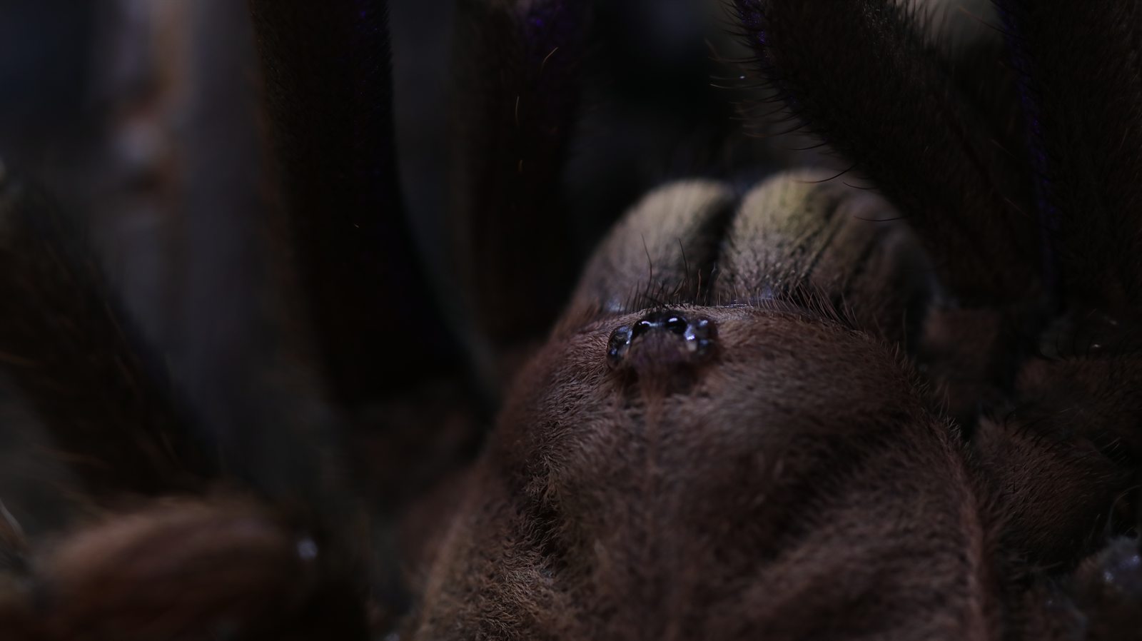 Close portrait of Elvira, a Chilobrachys natanicharum tarantula