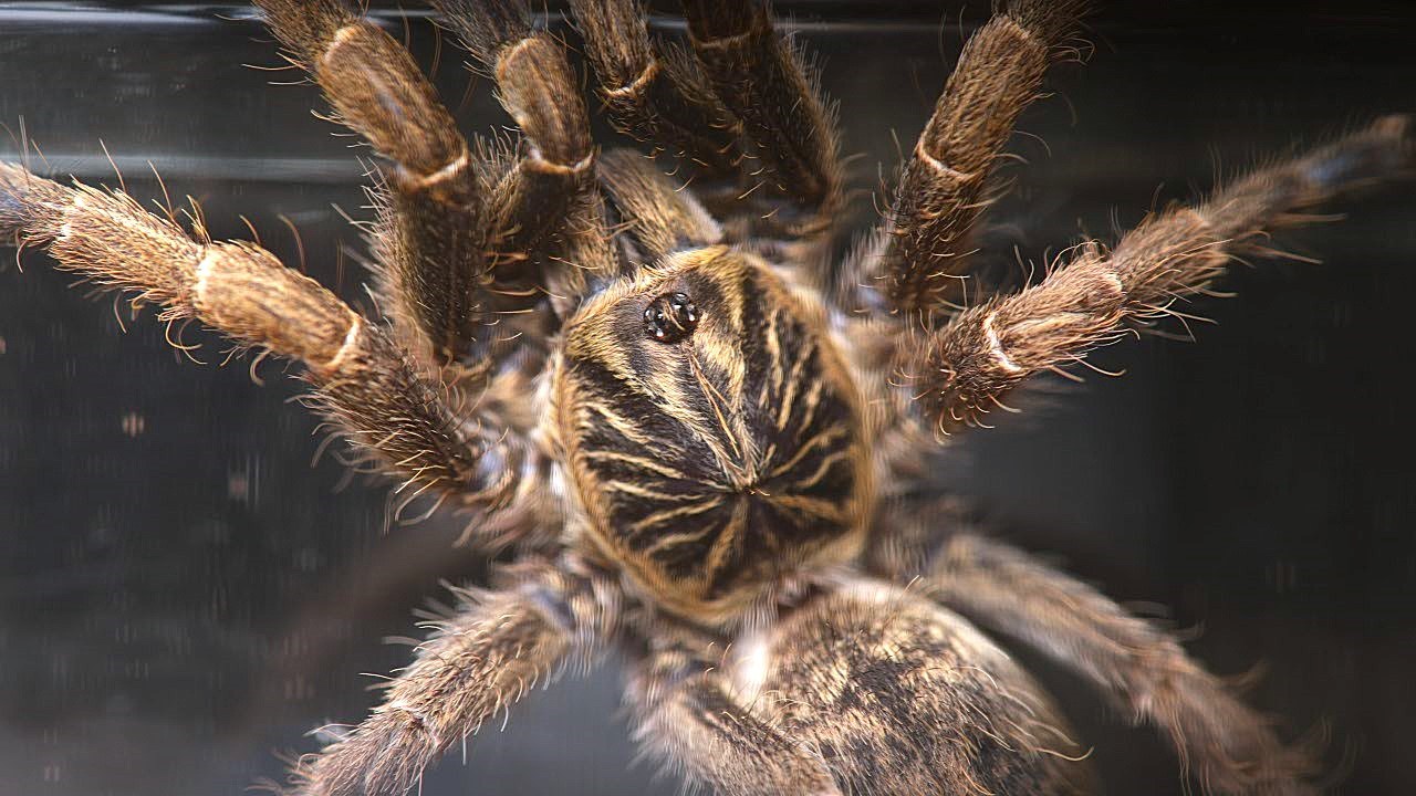 Close portrait of Helle, an Idiothele mira, showing a gold-and-dark patterned carapace and surrounding legs