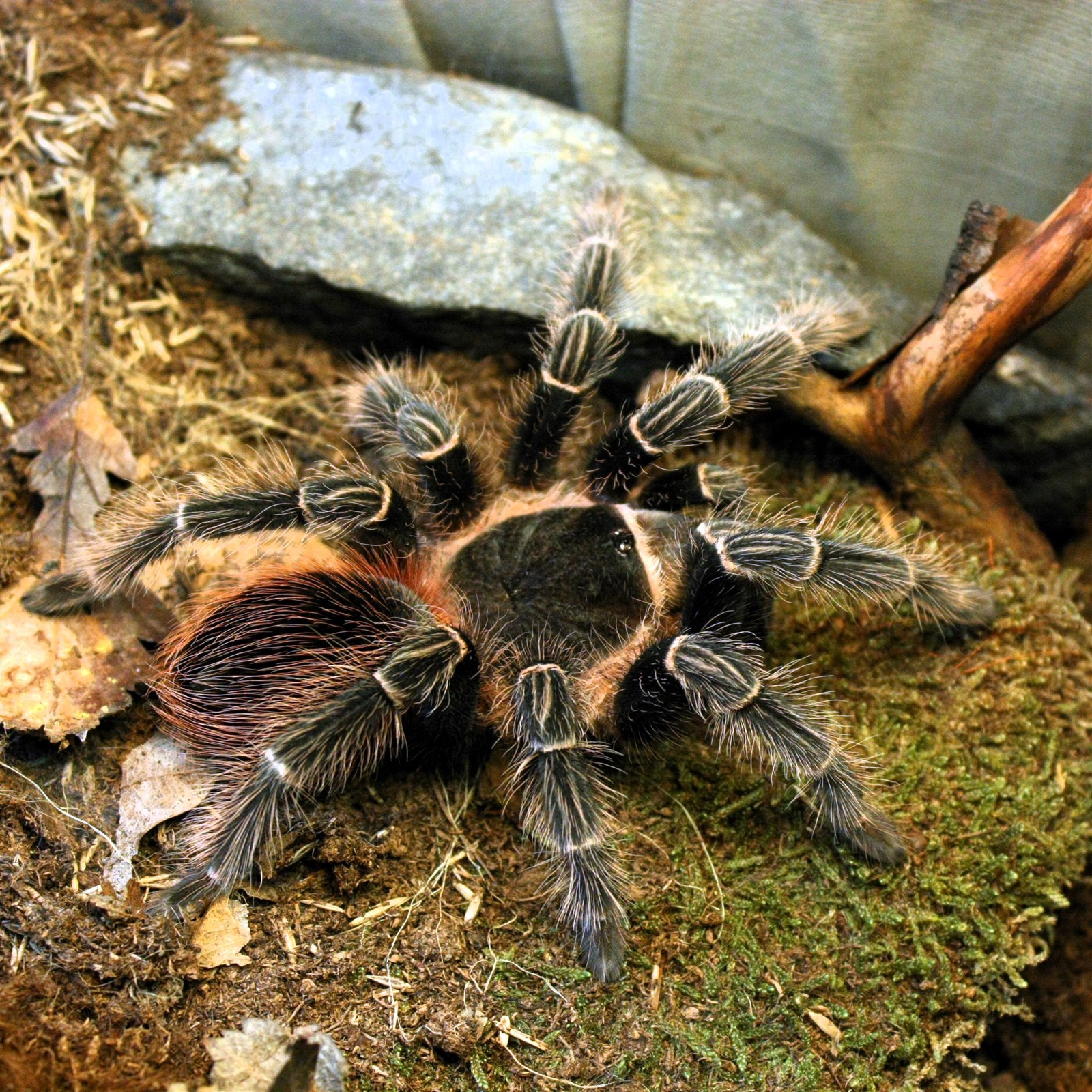 Archive photograph labelled Lasiodora klugi showing dark legs and reddish abdominal hairs beside a mossy retreat