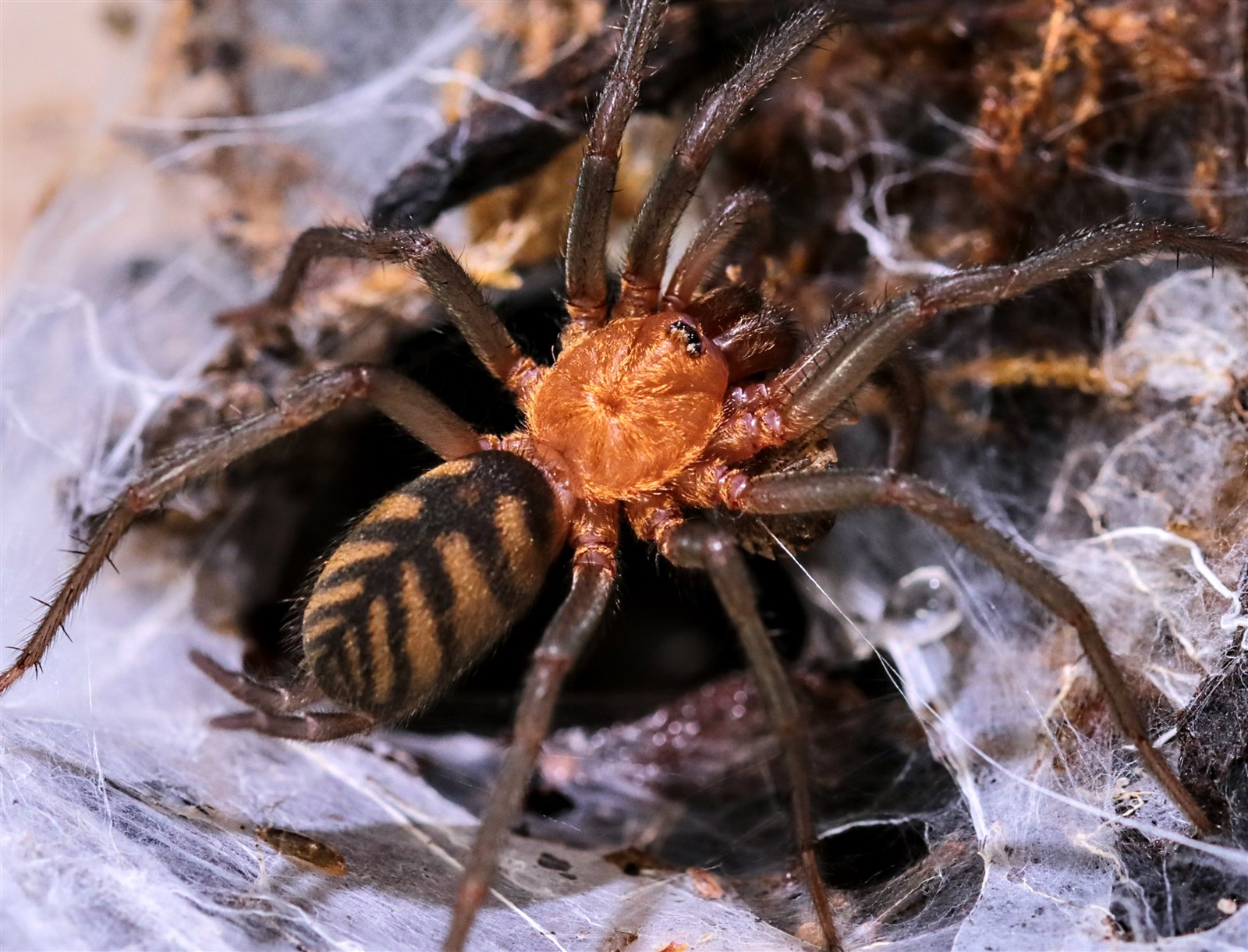 Linothele fallax showing an orange carapace, banded abdomen and long legs over a silk-lined retreat