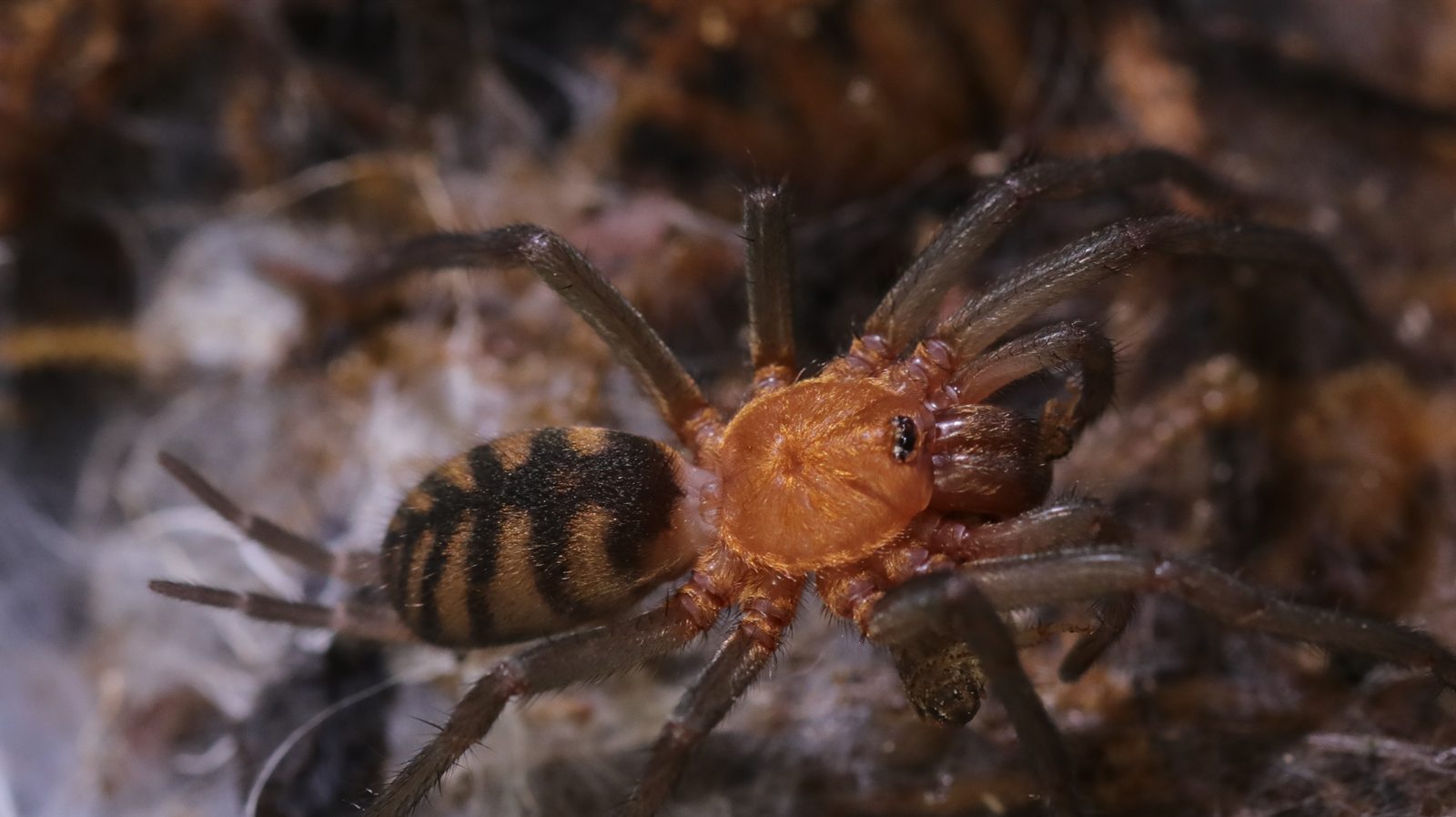 Linothele fallax showing its orange carapace and striped abdomen