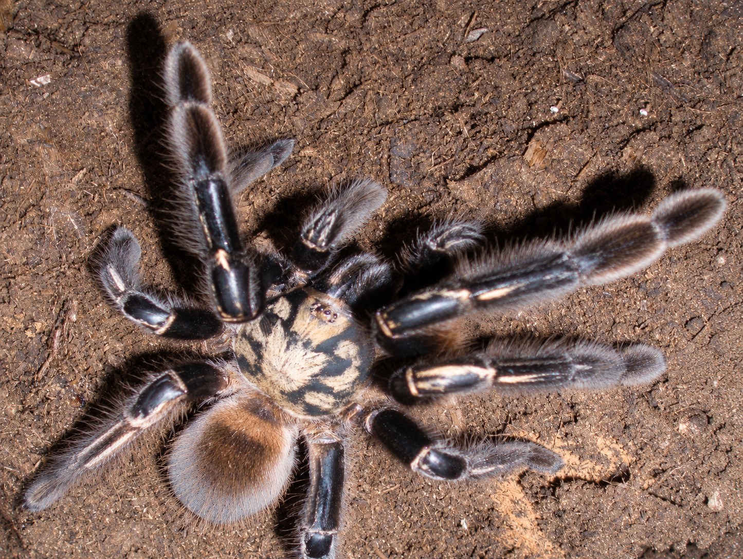 Archive photograph of Ephebopus murinus showing pale leg markings on dark legs