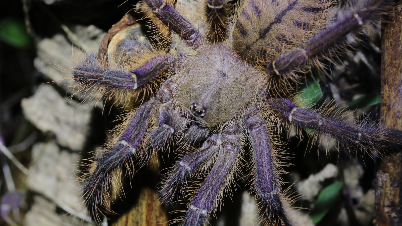 Dark close portrait of an Omothymus violaceopes tarantula
