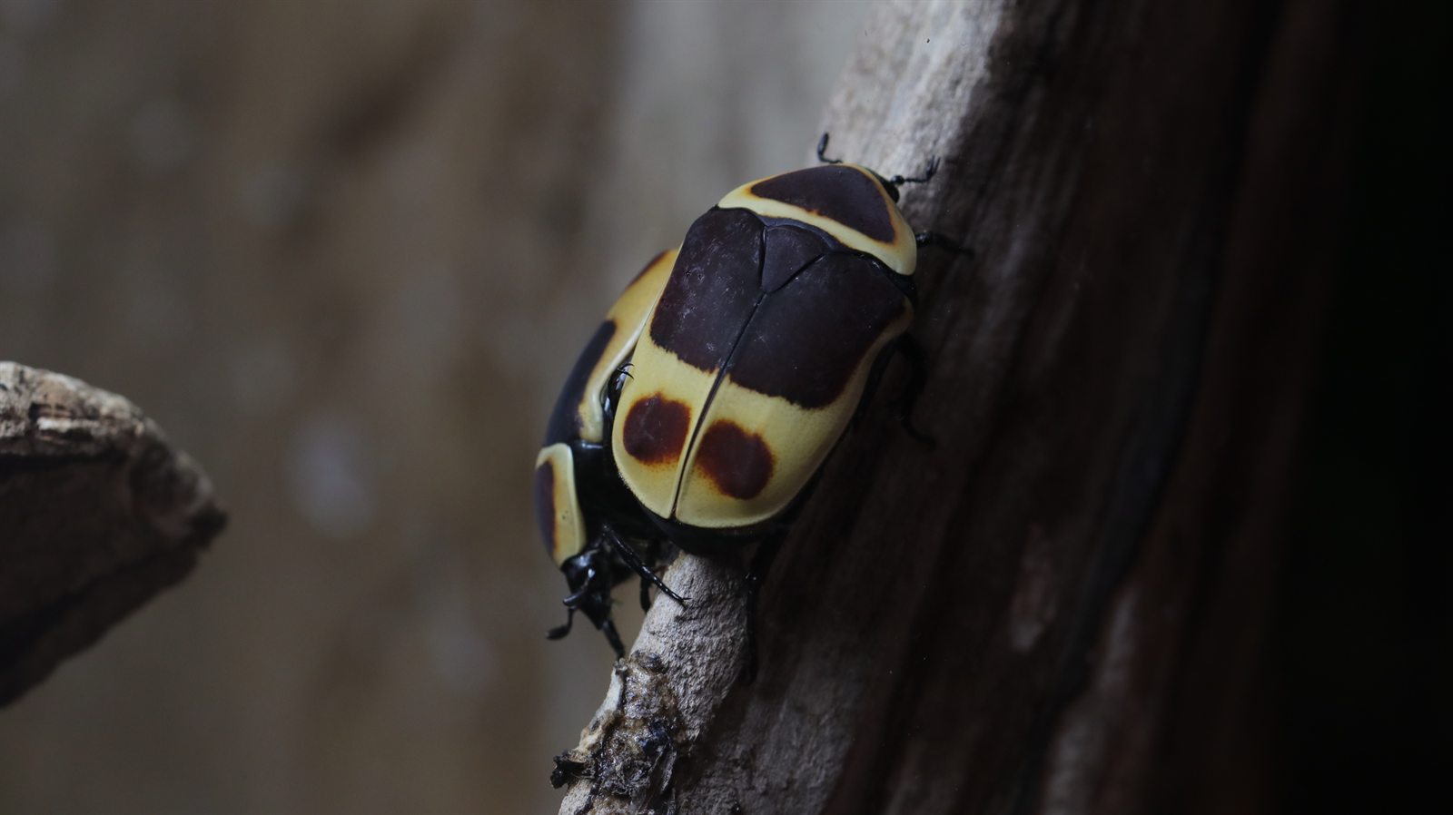 Three Pachnoda marginata sun beetles clustered on a branch