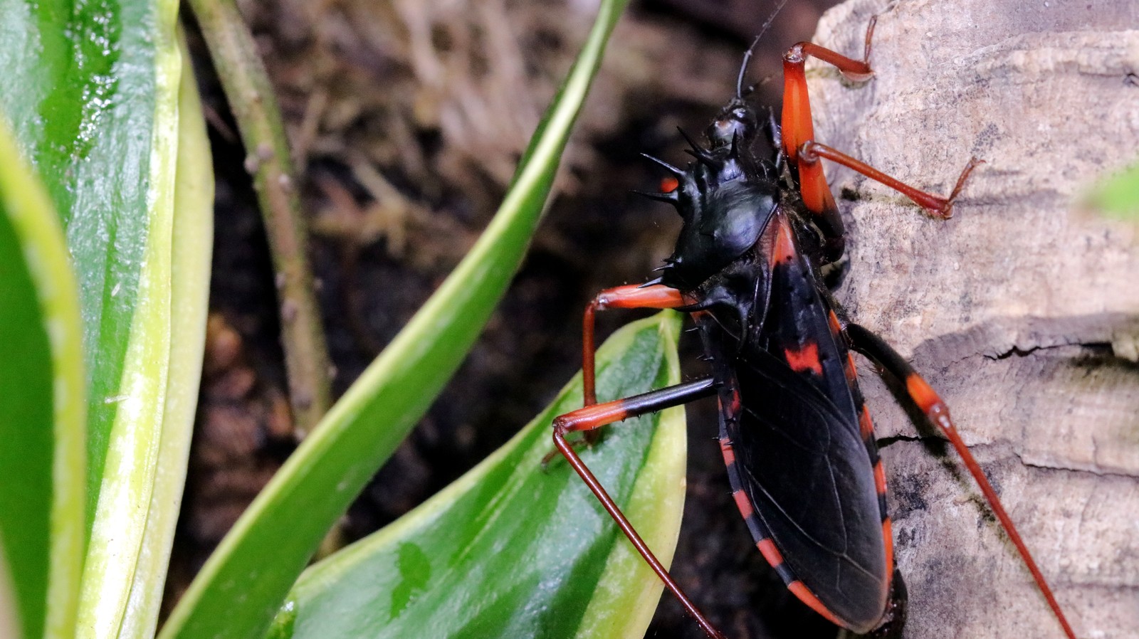 An adult Psyttala horrida assassin bug climbing on bark beside green leaves