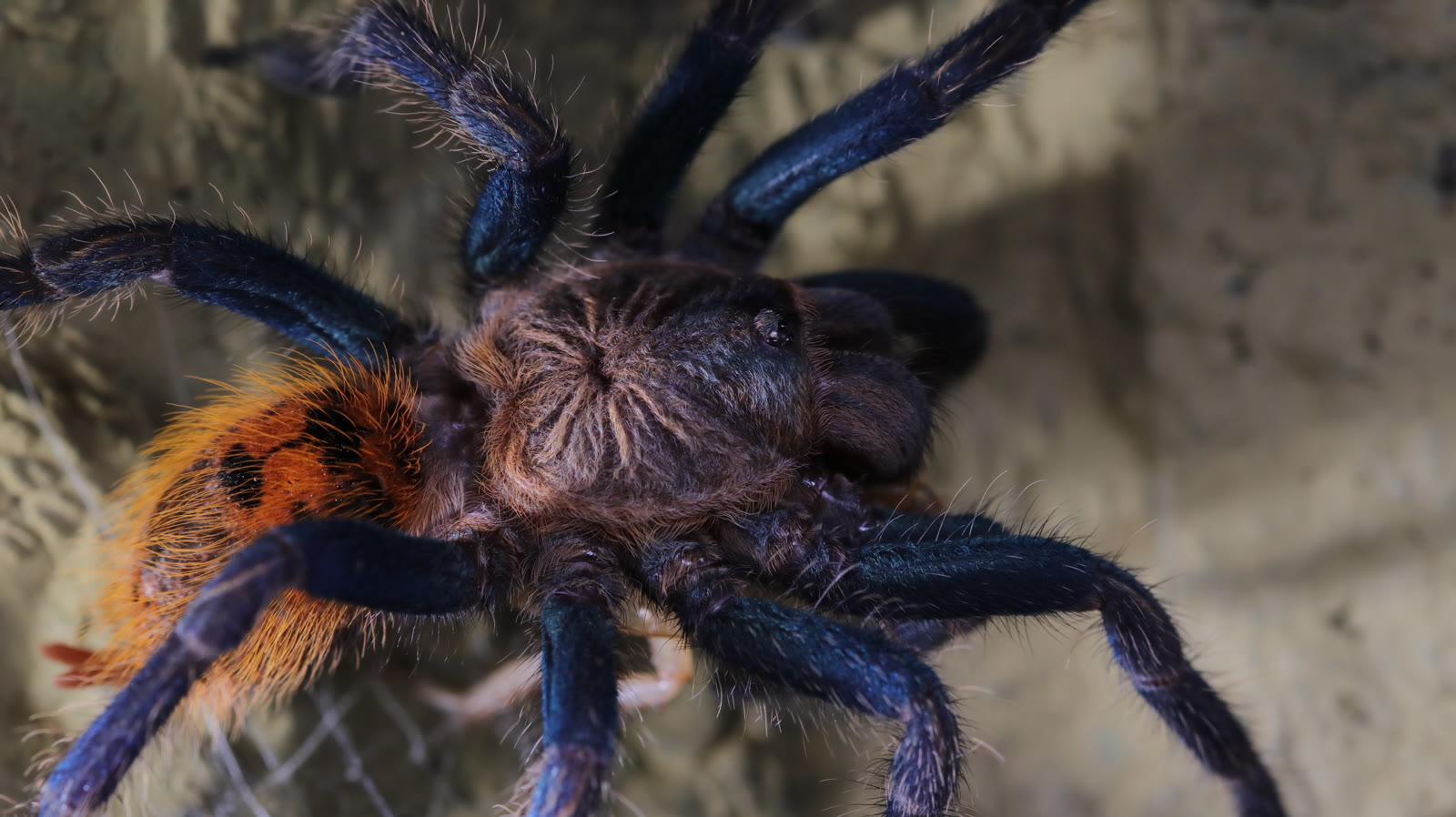 Ruby, a Chromatopelma cyaneopubescens tarantula showing cobalt-blue legs and an orange abdomen