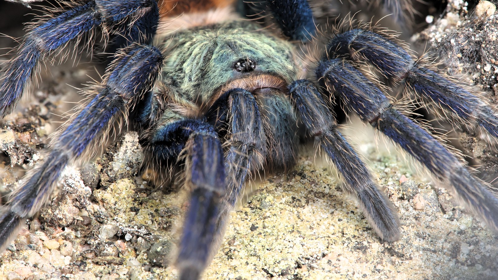 Ruby, a Chromatopelma cyaneopubescens tarantula showing cobalt-blue legs and an orange abdomen