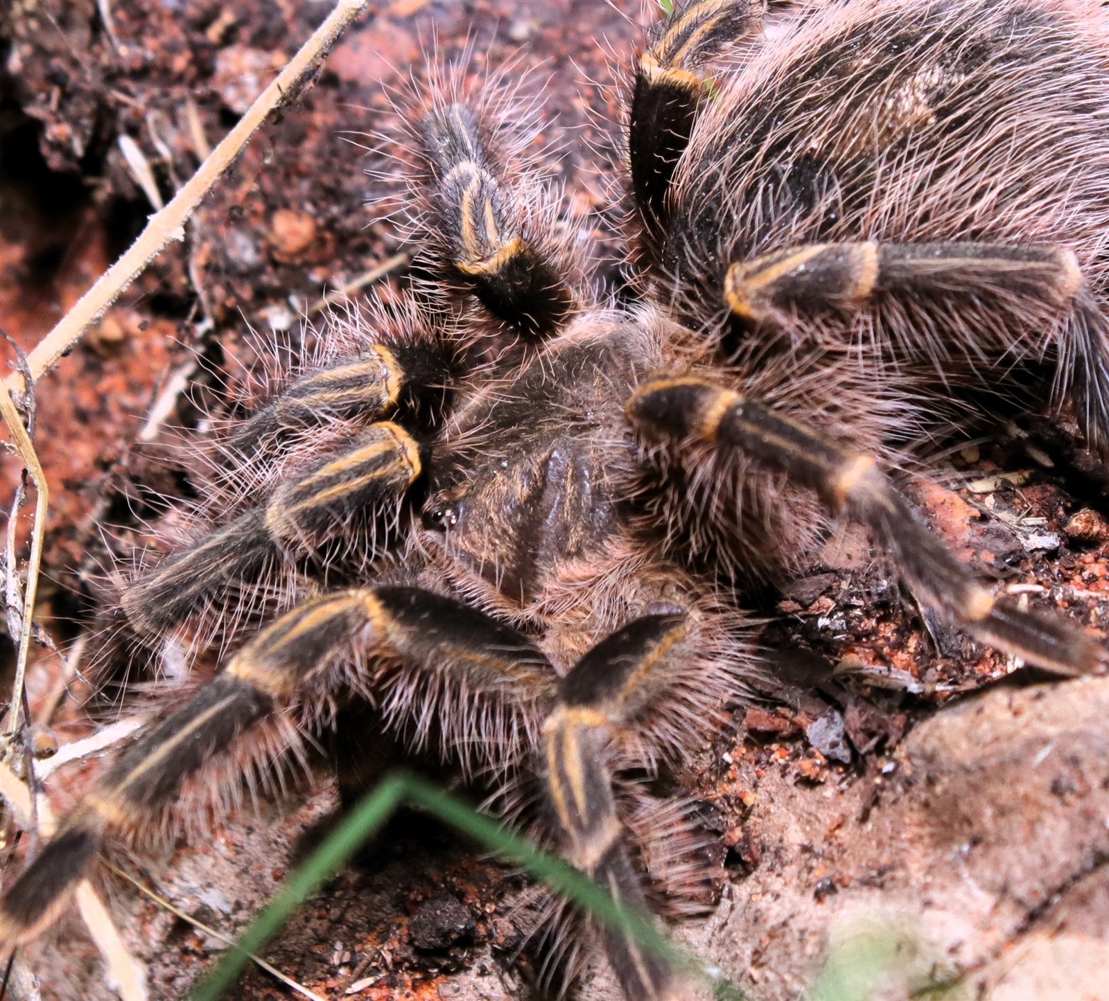 Dorsal portrait of Runa, a Grammostola pulchripes, showing the carapace, golden leg bands and dense setae