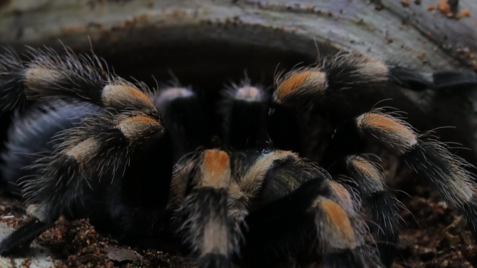 Sabrina, a Brachypelma hamorii tarantula with vivid orange knee markings