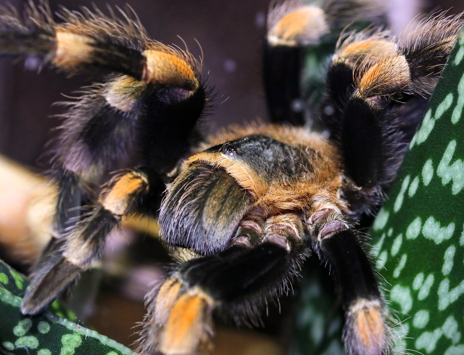 Close portrait of Sabrina, a Brachypelma hamorii tarantula with vivid orange knee markings