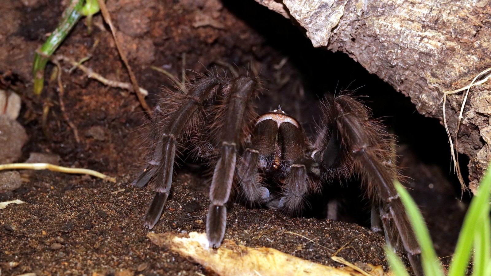 Siuzi, a Theraphosa apophysis tarantula, emerging from beneath a cork retreat