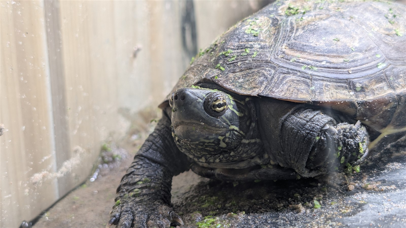 Sonja, a Mauremys reevesii turtle, resting on a basking ledge with her head, forelimbs and shell visible