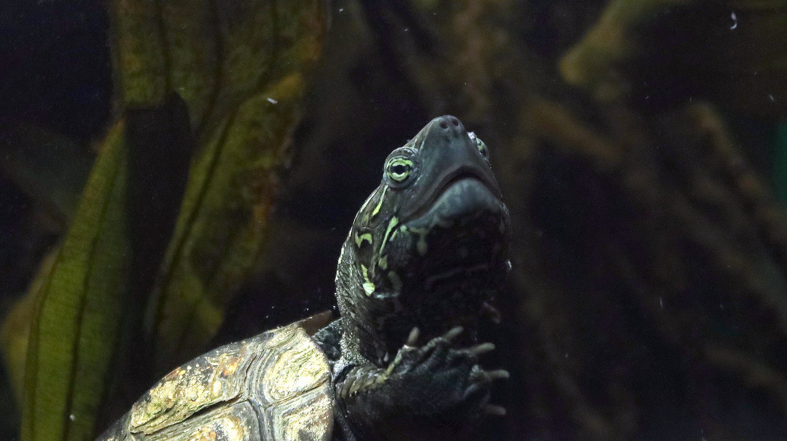 Sonja, a Reeves’s turtle, lifting her head and forelegs toward the camera