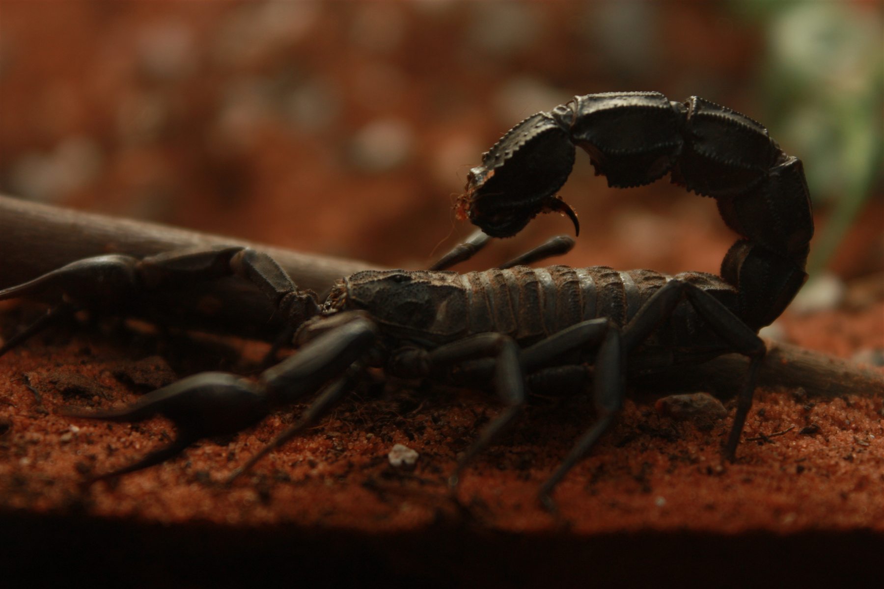Androctonus mauritanicus-skorpion med halen løftet
