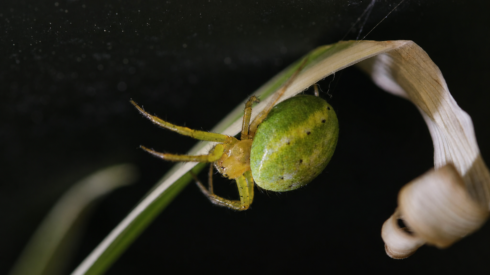 Green orb-weaver of the genus Araniella representing Araneomorphae