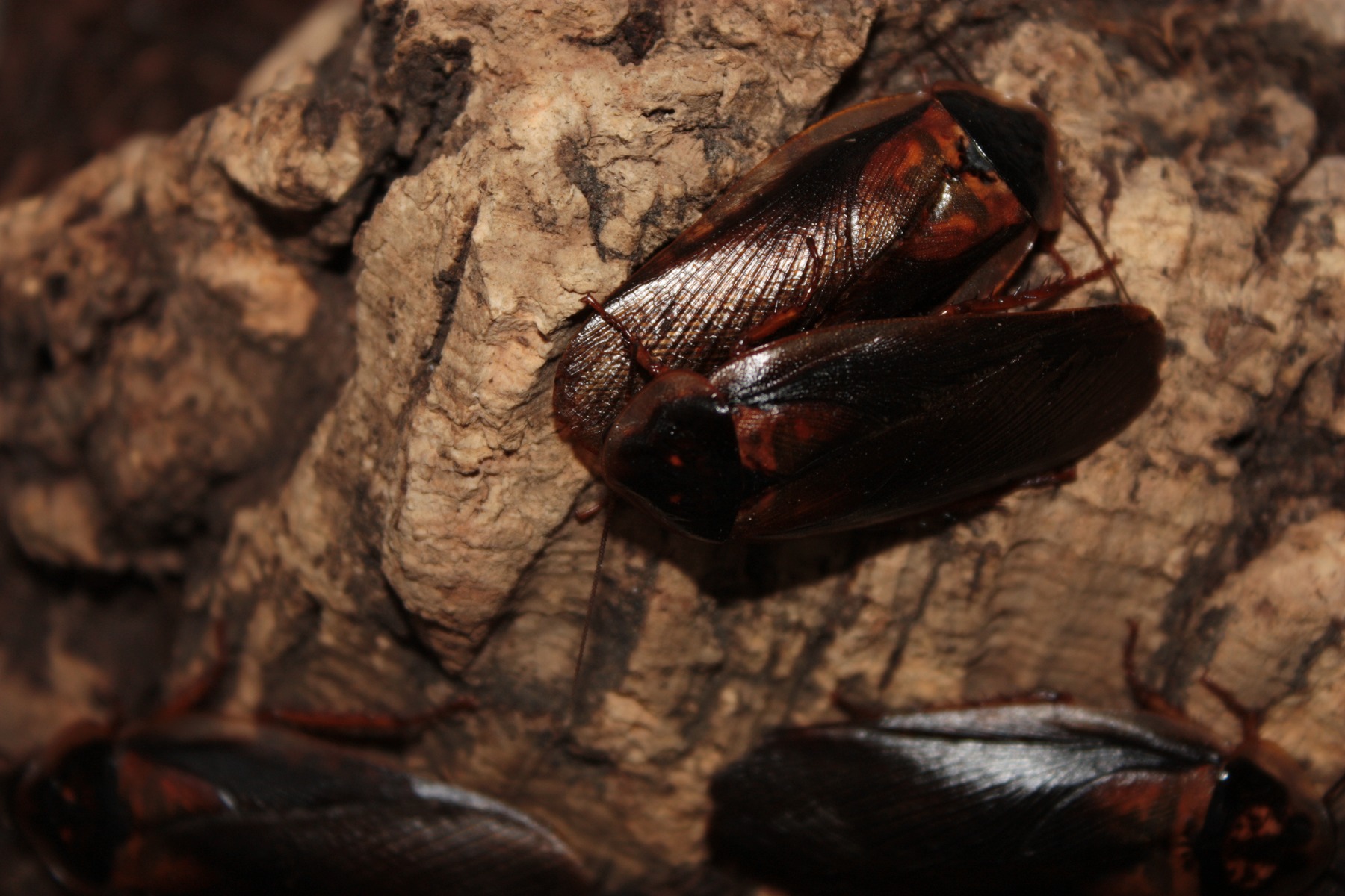 Several feeder cockroaches gathered on cork bark