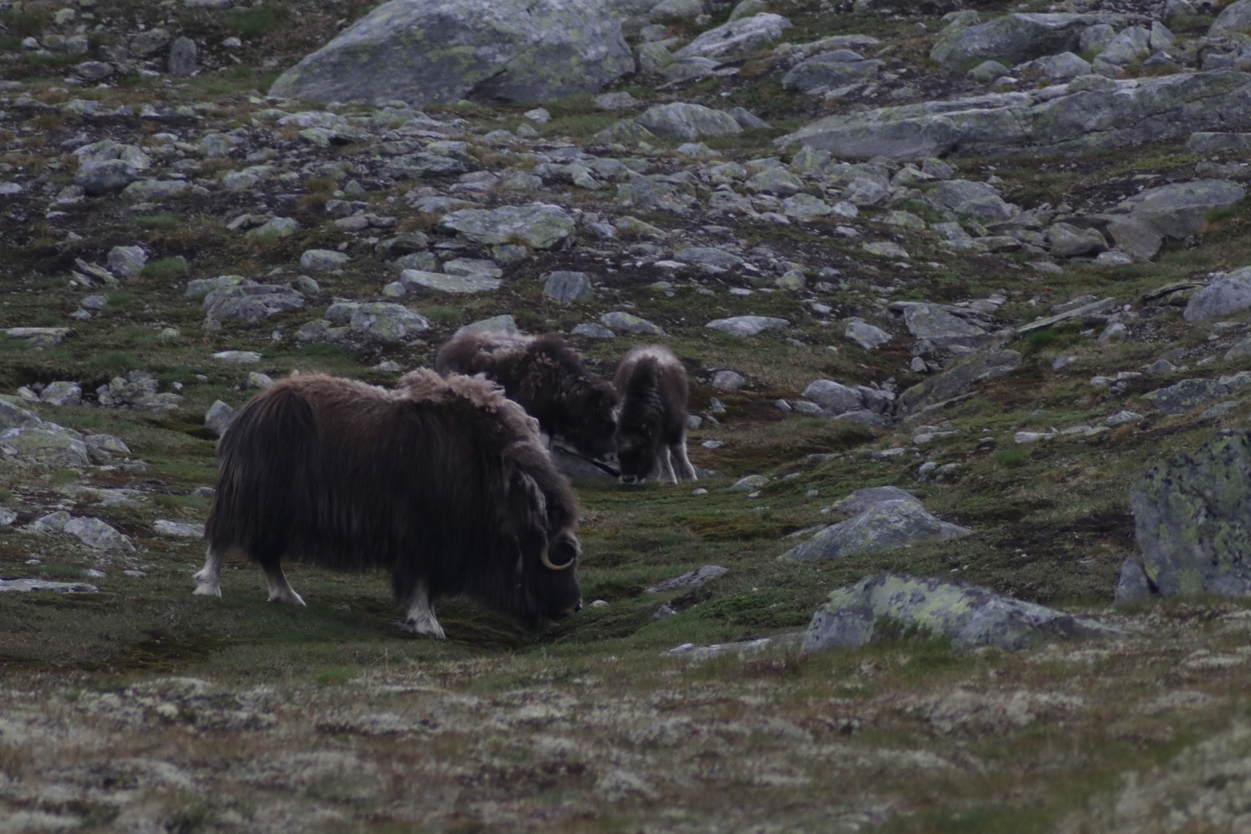 En flokk moskus i steinete fjellterreng på Dovre