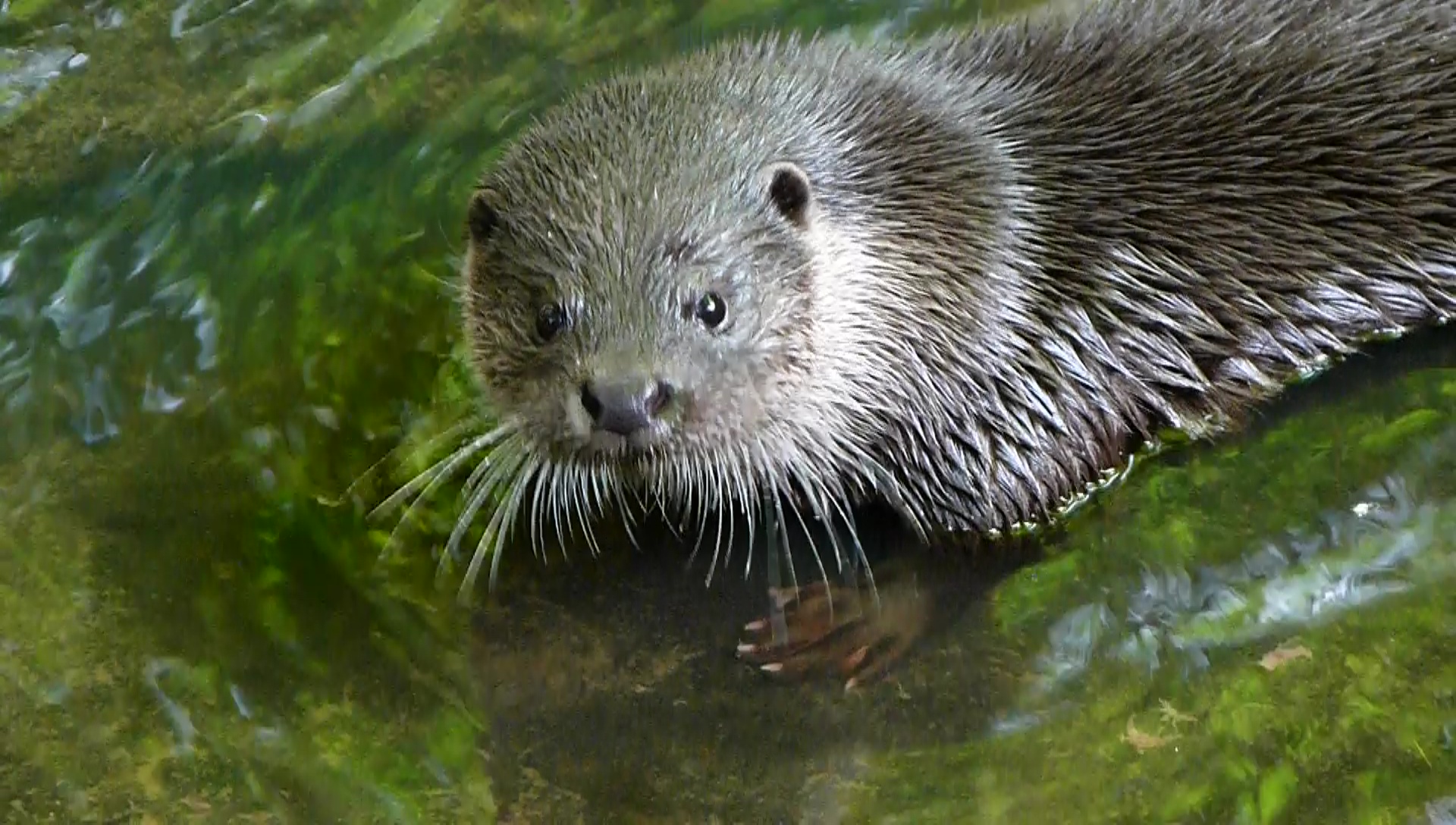 An otter looking toward the camera from green water