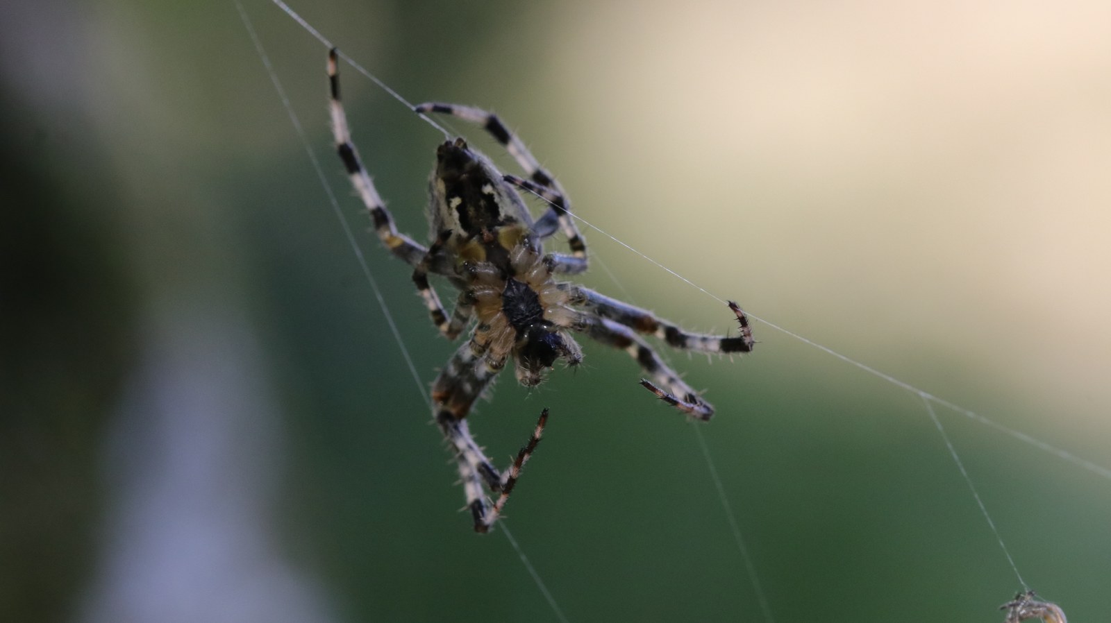 A whole orb-weaver suspended on several visible strands of its web