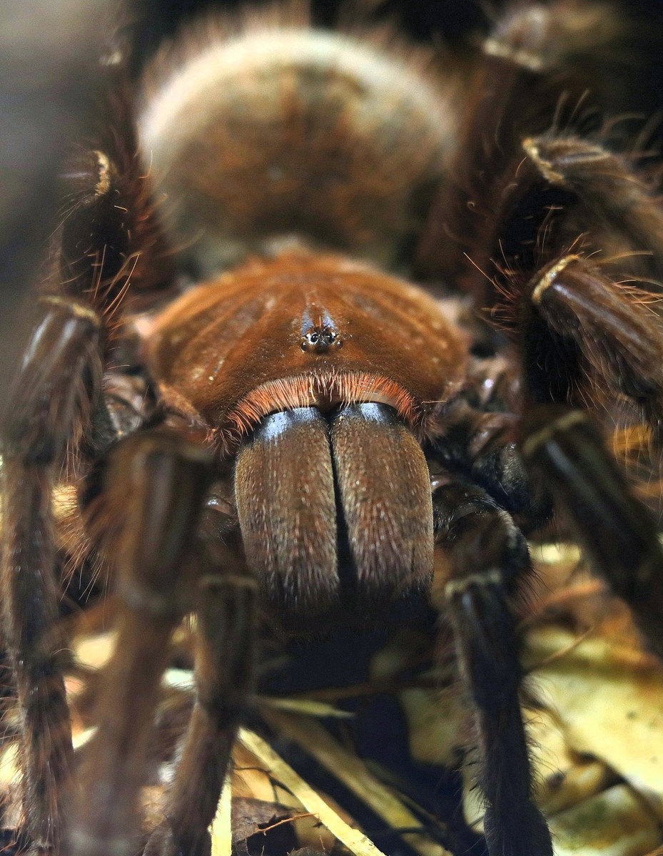 Close frontal portrait of Siuzi, a Theraphosa apophysis tarantula