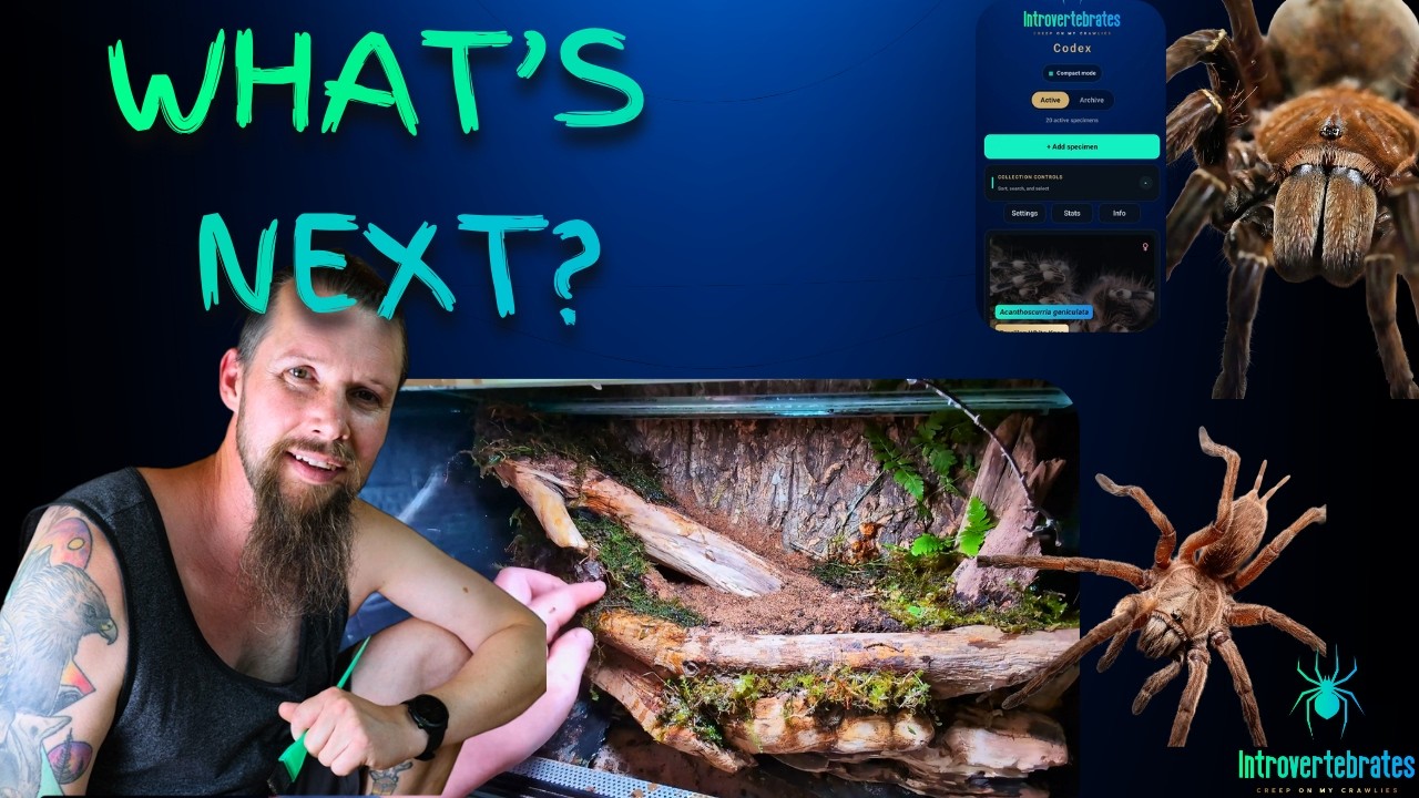 Introvertebrates video thumbnail reading What's next? with Erlend, a planted vivarium, the Introvertebrates Codex, and tarantulas