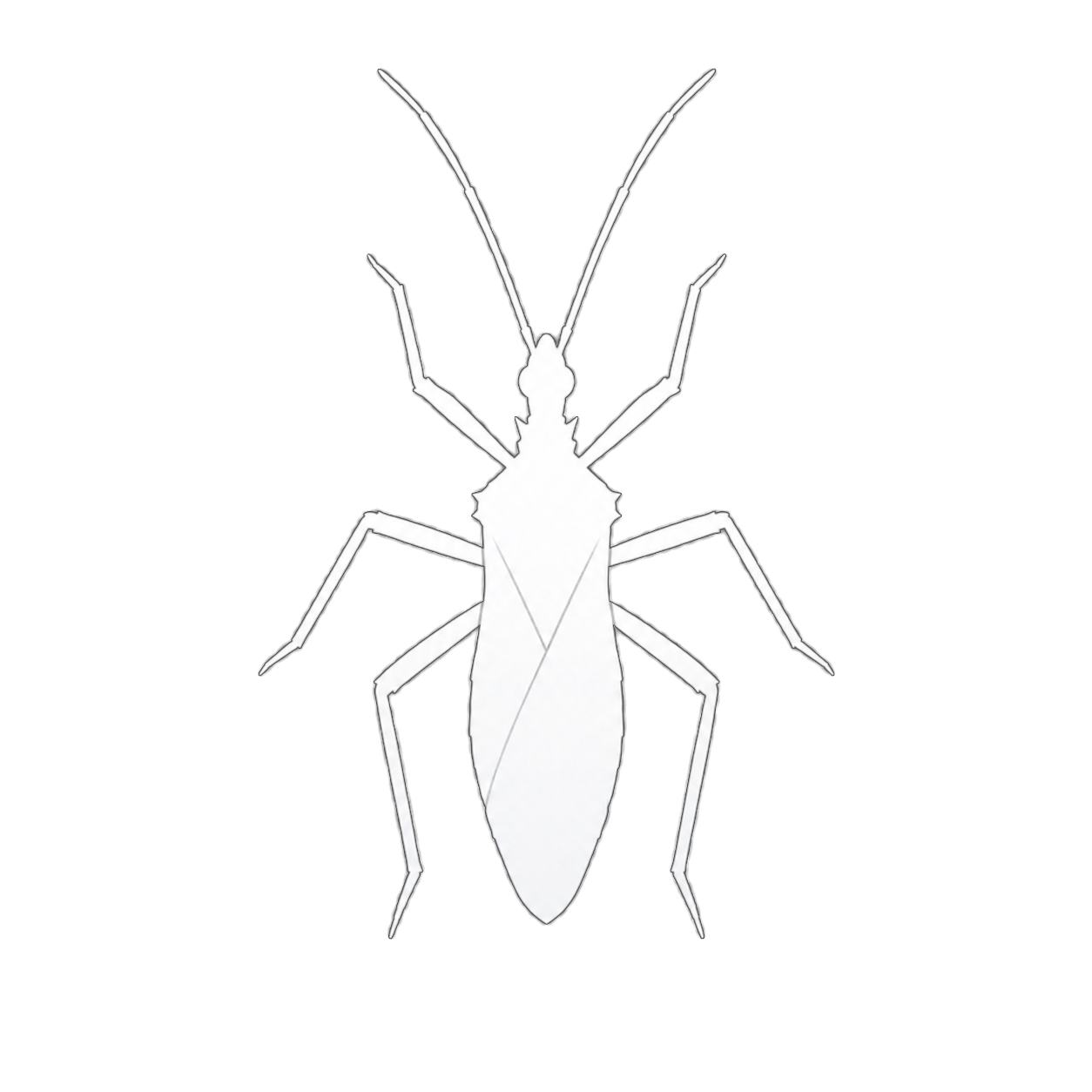 White true bug silhouette used as a category placeholder
