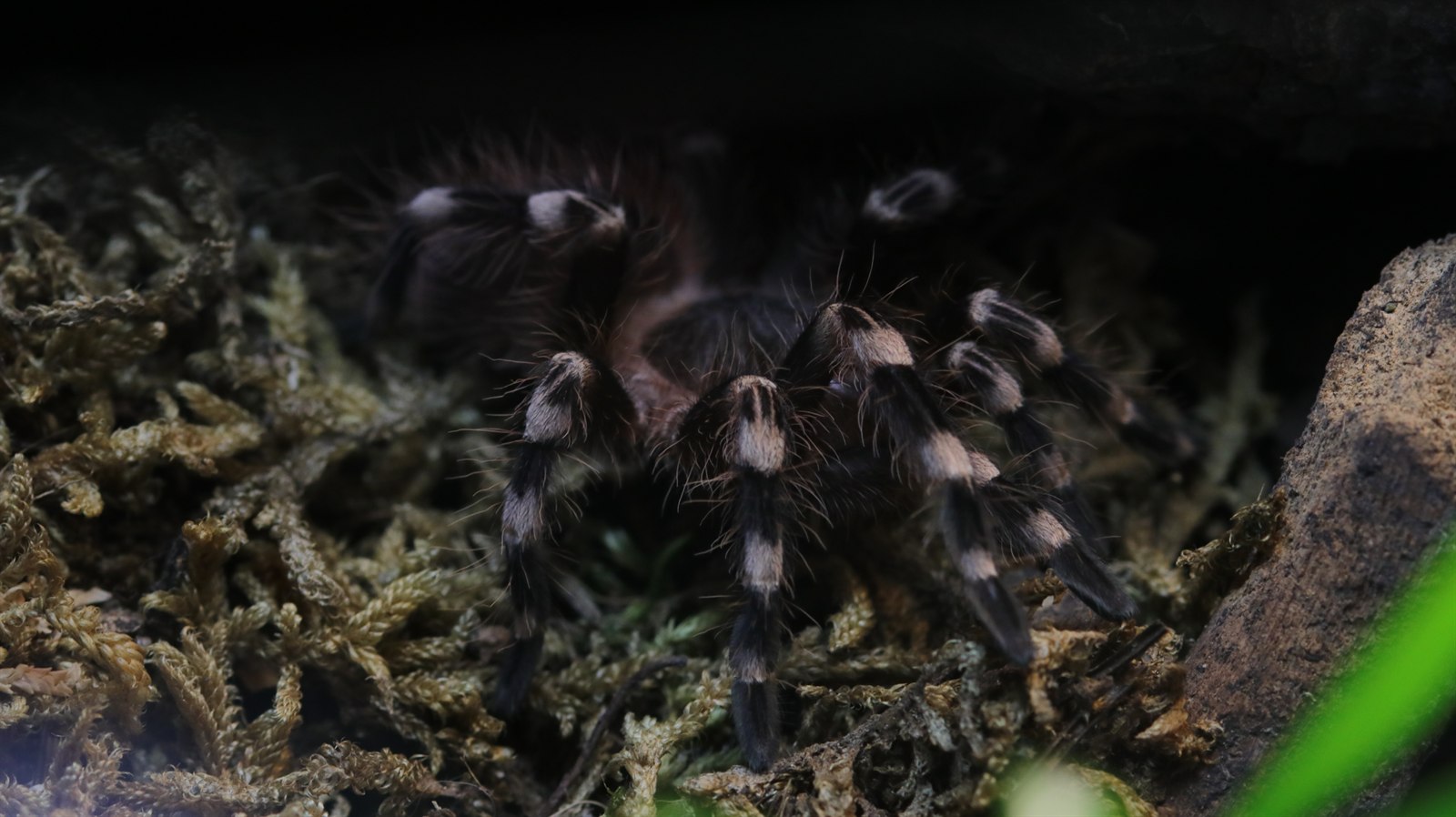 Alma at the entrance to a dark retreat in a planted enclosure